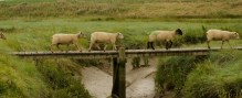 schapen-over-de-dam